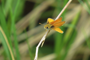 Southern Skipperling